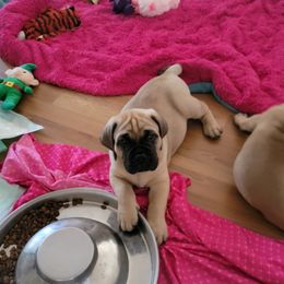 Bullmastiff Puppies from Sunny Beach Bullmastiffs