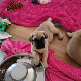Bullmastiff Puppies from Sunny Beach Bullmastiffs
