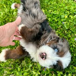 Smokey Blues - Blue merle male Aussiedoodle puppy in Charlestown, Indiana from Forever Aussies and A Doodle