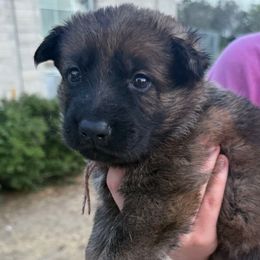 Female 2 - Sable female German Shepherd puppy in Natalia, Texas from Sudenblick German Shepherds