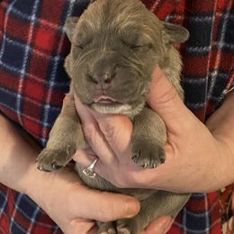 Girl1 - Gray female Cane Corso puppy in Richmond, Kentucky from AK&J Kentucky Corsos