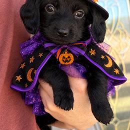 Sally - Black female Dachshund puppy in Ragland, Alabama from PK livestock
