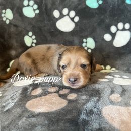 Skittles - Dachshund puppy from Doxie_pupps