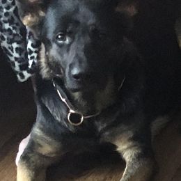 German Shepherds from Von Der Heil