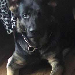 German Shepherds from Von Der Heil