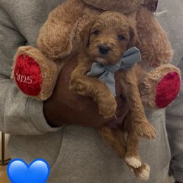 Gingerbread - Red  male Goldendoodle puppy in Richmond, Texas from Harper’s Heartbeats