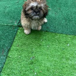 Blue boy 1 - Black and tan male Shih Tzu puppy in Zeigler, Illinois from Dandy Little  Shih Tzu, Shih Poo's and Toy Poodles