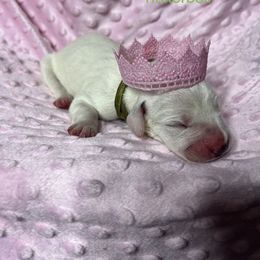 Tinkerbell - Dalmatian puppy in Haines City, Florida from Magnolia & Sullivan Dalmatians
