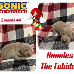 KNUCKLES THE ECHIDNA - Silver gray male Weimaraner puppy in Ferrum, Virginia from LAAT Weims