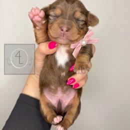 Willow - Wild boar female Dachshund puppy in Erick, Oklahoma from 4-L Backyard Dach