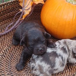 Imogene (Suki) - Brown female Shihpoo puppy in Delphos, Ohio from Route 66 Poodles & Doodles, Sapphire Shih-tzu's of Ohio