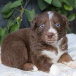 Callie - Red tri-color female Australian Shepherd puppy in Hillsboro, Ohio from Sugar Grove Farms