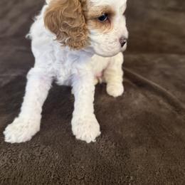 Cavapoo Puppies from The love of Cavapoos