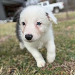 Callie - White and blue female Border Collie puppy in Washburn, Missouri from BS Farms