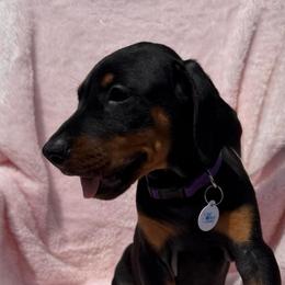 Daphne (Purple Collar) - Black and rust female Doberman Pinscher puppy in Centralia, Missouri from TopSpots Farm