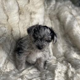 APRi registered Sky - Parti female Yorkshire Terrier puppy in Bennettsville, South Carolina from Cottonwood Maltese