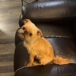 Queenie - Brussels Griffon