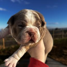 Izzy's girl-1 - Lilac female Boston Terrier puppy in Yakima, Washington from Barnett’s AKC Boston Terriers