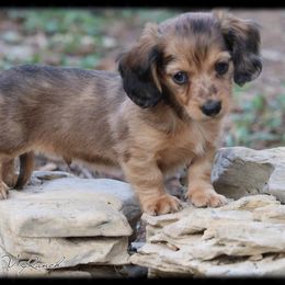 Dachshund and Pug Puppies from Wiggle'n V Ranch
