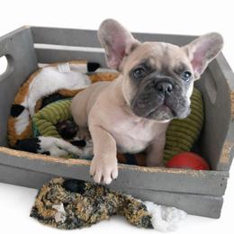 Lavender Fawn Boy - Dark mask - Fawn male French Bulldog puppy in Euless, Texas from Moki&Mello