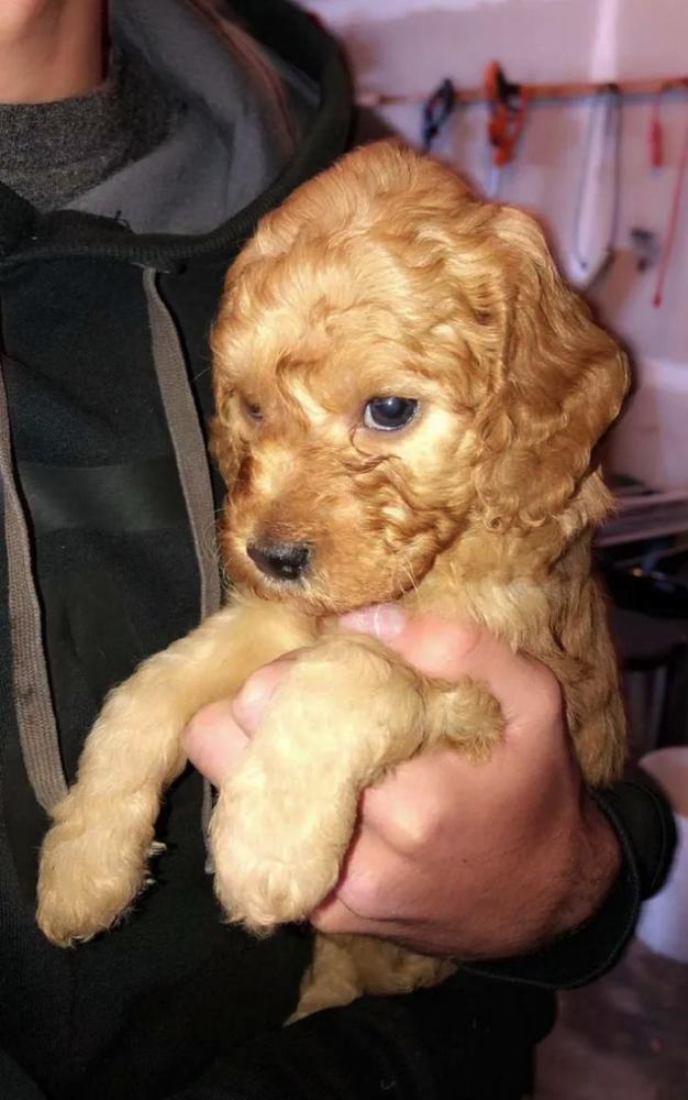 Utah Yankee Doodles – Yankee Doodles is Dedicated to breeding premier  Goldendoodles