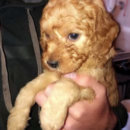 Goldendoodle Puppies from Yankee Doodles