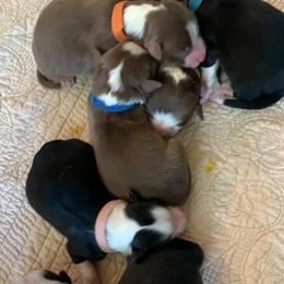 Australian Shepherds from Stephanie Head's Aussies