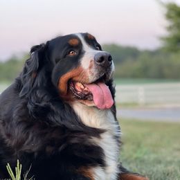 Opel - Bernese Mountain Dog