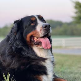 Opel - Bernese Mountain Dog