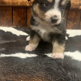 Miniature Australian Shepherd Puppies from Lil Lain Farms