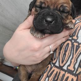 Cane Corso Puppies from Red Wood Cane Corso