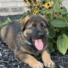 Boy 3 - male German Shepherd puppy in Whitehouse, Ohio from Providence Landhaus