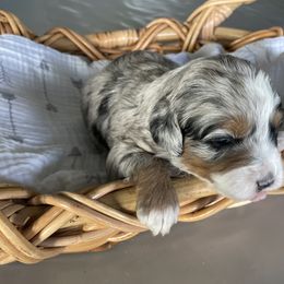 Australian Mountain Doodle Puppies from Tolman Acres