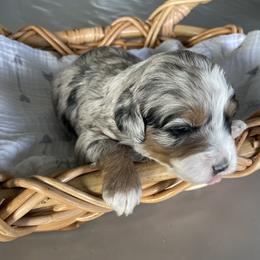Australian Mountain Doodle Puppies from Tolman Acres
