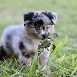 Comet - Blue merle male Miniature Australian Shepherd puppy in Wichita Falls, Texas from Shooting Stars Ranch Toy and Mini Aussies