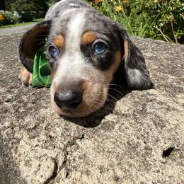 Jack - Dapple male Dachshund puppy in Williamson, New York from Maisy & Meg