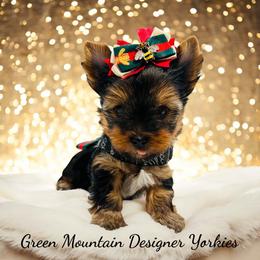 Aspen - Black and tan male Yorkshire Terrier puppy in Newport Center, Vermont from Green Mountain Designer Yorkies