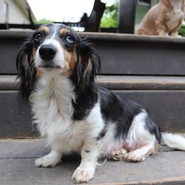 Sprinkles - Dachshund