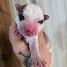 8 - Gray and white male Siberian Husky puppy in Addison, Michigan from Gray Run Siberian Huskies