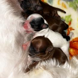 Shih Tzu Puppies from Adam & Eve Pups CT