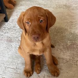 Hickory - Yellow male Labrador Retriever puppy in North Chesterfield, Virginia from Lake Crystal Farms Labradors