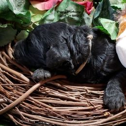 Bernedoodles from Puppy Bootcamp