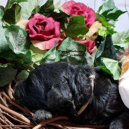 Bernedoodles from Puppy Bootcamp