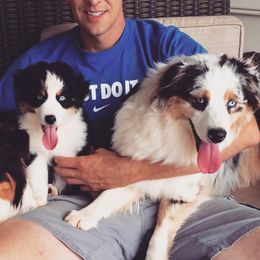 Australian Shepherds from Oak Haven Aussies