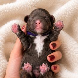 Maverick - Purple Boy - Merle male Cavapoo puppy in Highland, Utah from Angel Pups Deluxe