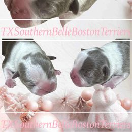 Love - Lilac female Boston Terrier puppy in Brazos Point, Texas from TX Southern Belle Bostons