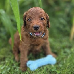 Copernicus - Red male Labradoodle puppy in Clinton, Ohio from P&L Doodles