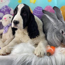 English Springer Spaniel Puppies from Ocoee English Springer Spaniels