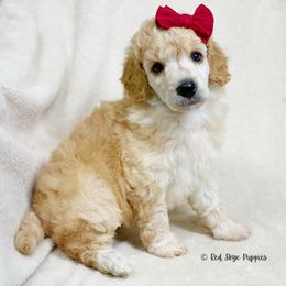 Cavalier King Charles Spaniel, Cavapoo, and Poodle Puppies from Red Skye Cavaliers and Cavapoos
