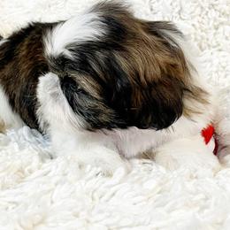 AKC Baby bobby - Tricolor male Shih Tzu puppy in Greenville, South Carolina from Babyface Shih Tzu
